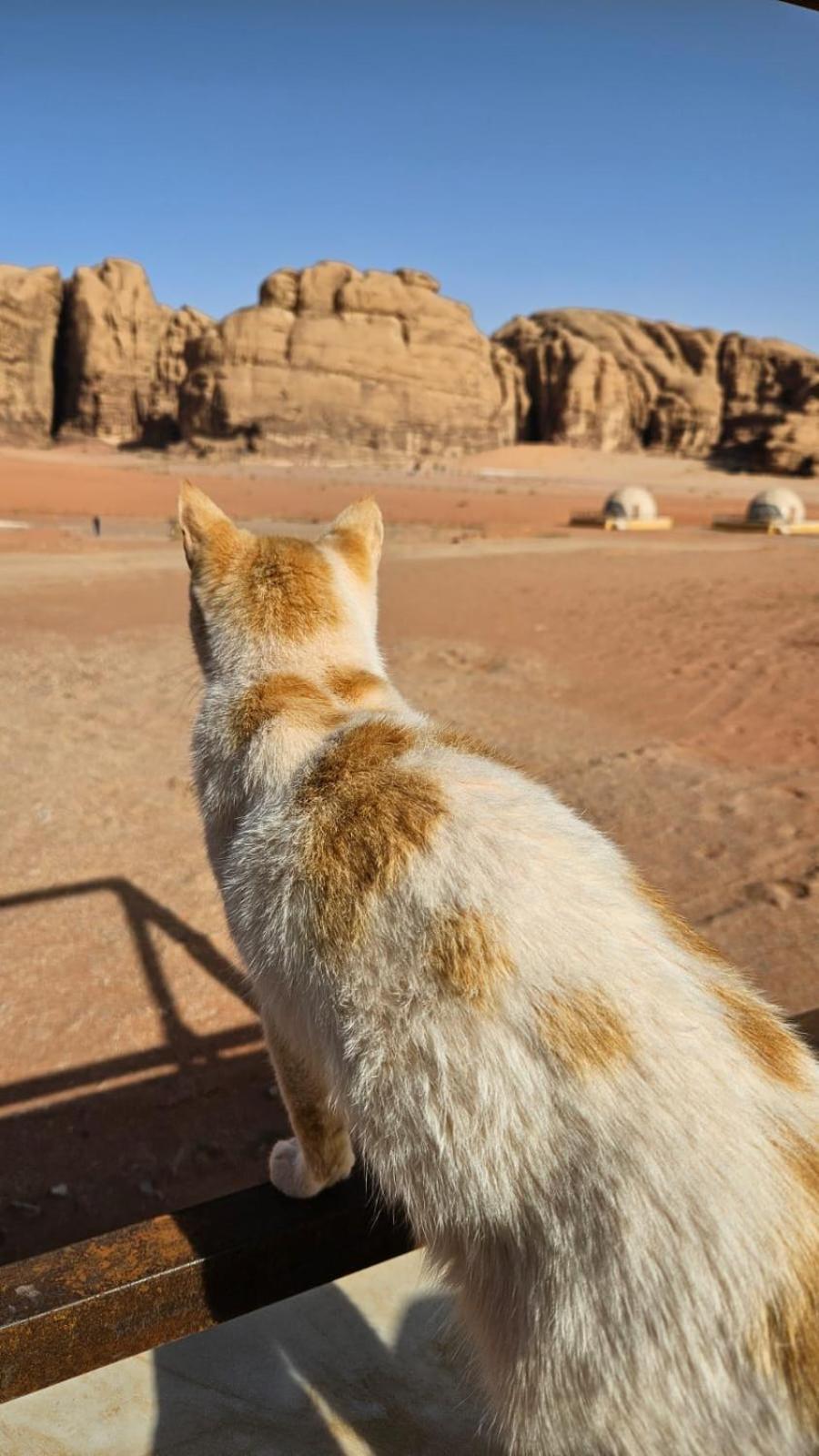 Bubble Rumcamp Wadi Rum Exterior photo